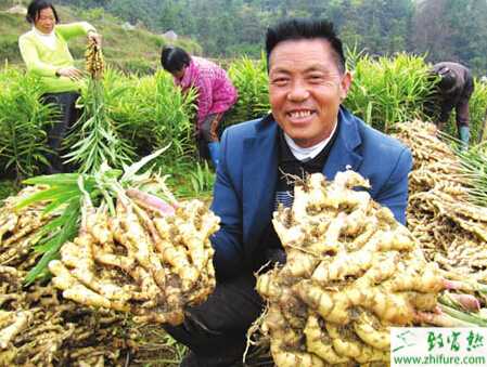 生姜怎么栽培可高产