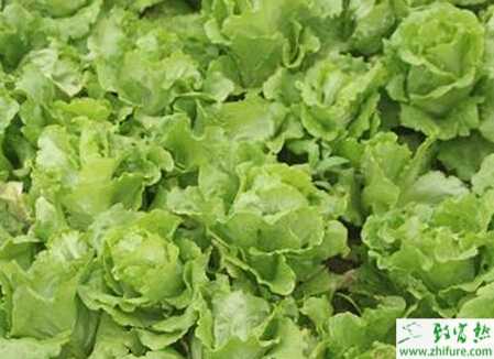 生菜夏季栽培技术