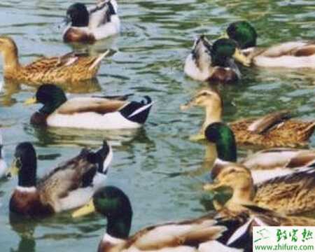 怎样养野鸭?养野鸭舍建设