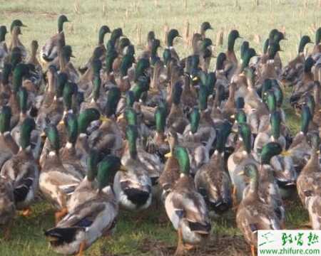 养野鸭赚钱吗?养野鸭利润怎样?