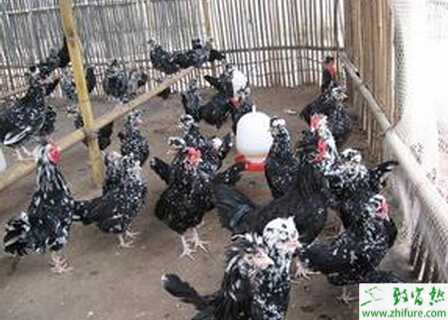 养贵妃鸡赚钱吗?怎样养贵妃鸡?