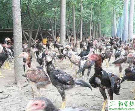 养斗鸡赚钱吗？怎样养斗鸡？