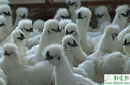 散养乌鸡的饲料配方有哪些？散养乌鸡技术