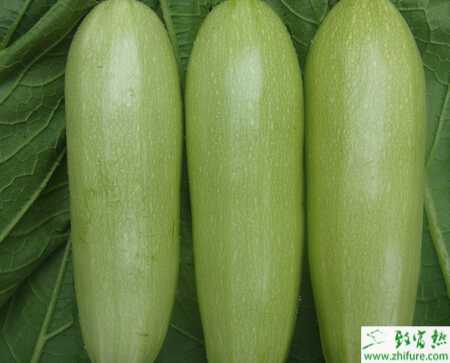 西葫芦大棚栽培的各项管理