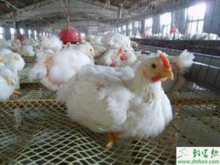 饲养肉鸡怎么配料?饲养肉鸡预防疾病