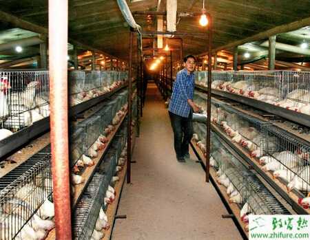 笼养肉鸡怎样育雏？笼养肉鸡技术要点