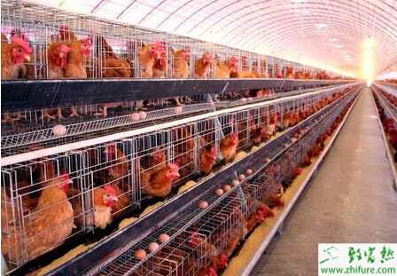 2015年养蛋鸡赚钱吗?2015养蛋鸡行情怎么样?