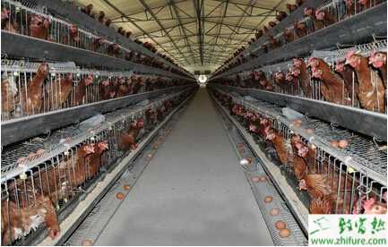 养蛋鸡场鸡舍如何建造？