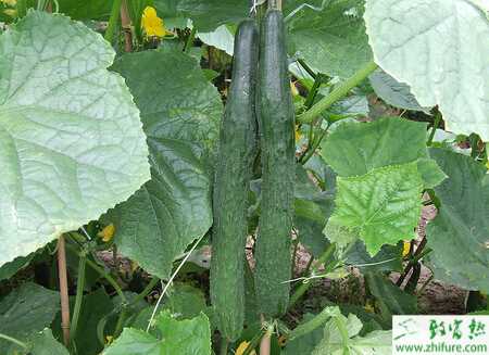 黄瓜霜霉病的综合防治