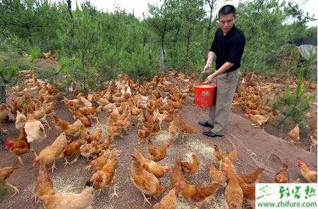 怎样散养蛋鸡?散养蛋鸡饲料配方