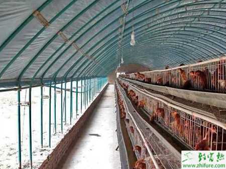 怎么样搭建养蛋鸡大棚?塑料大棚养蛋鸡