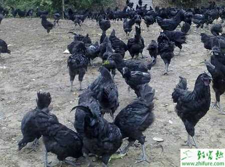 养绿壳蛋鸡赚钱吗?养绿壳蛋鸡技术