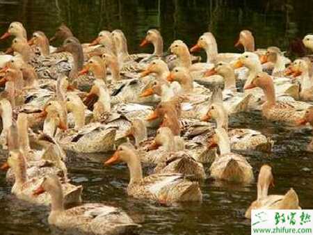 养蛋鸭赚钱吗?怎样饲养蛋鸭子?
