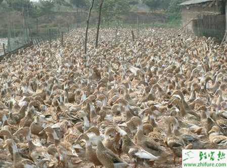 冬季养蛋鸭应注意什么？冬天养蛋鸭技术