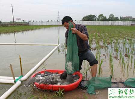 稻田养甲鱼赚钱吗?稻田养甲鱼技术