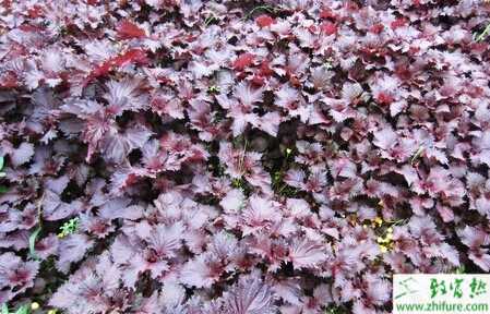 紫苏田间栽培管理技术