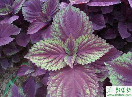 紫苏虫害银纹夜蛾的防治