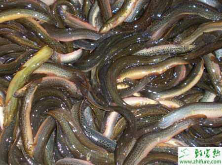 养泥鳅赚钱吗？怎样养泥鳅？