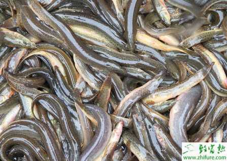 稻田如何养泥鳅？稻田养泥鳅效益