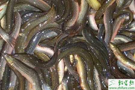 养泥鳅怎样建池塘？池塘养泥鳅技术