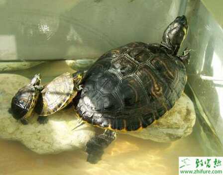 怎么养乌龟？养乌龟需要注意什么？