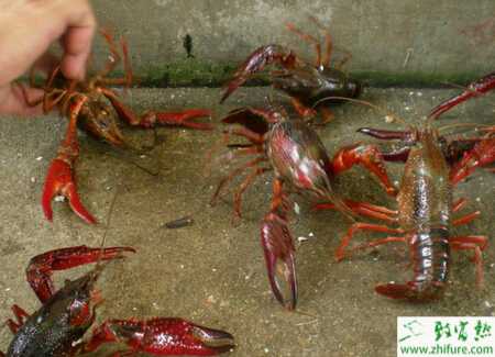 养小龙虾赚钱吗?怎么养小龙虾?