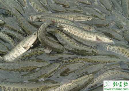 家里养黑鱼养几条好?养黑鱼风水