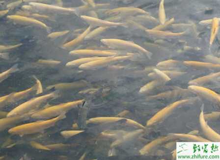 养虹鳟鱼赚钱吗?养虹鳟鱼市场