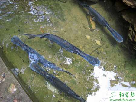 如何养鸭嘴鱼?养鸭嘴鱼赚钱吗?