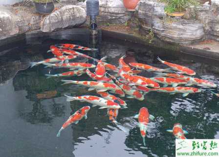 如何养锦鲤鱼?养锦鲤的注意事项