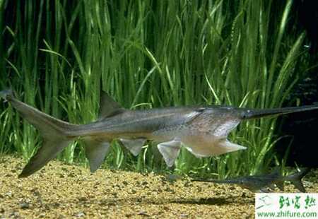 网箱能养鸭嘴鱼吗?网箱养鸭嘴鱼技术