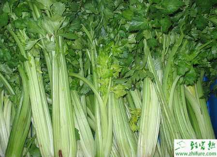 芹菜夏季的栽培要点