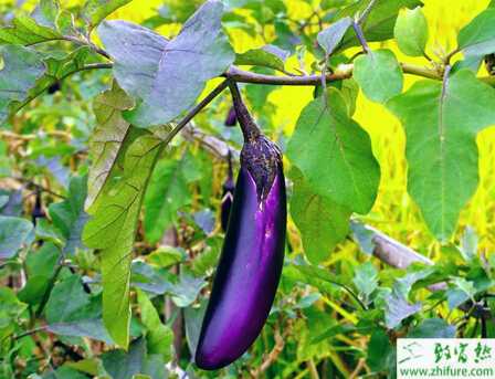 茄子落花落果的原因和应对措施