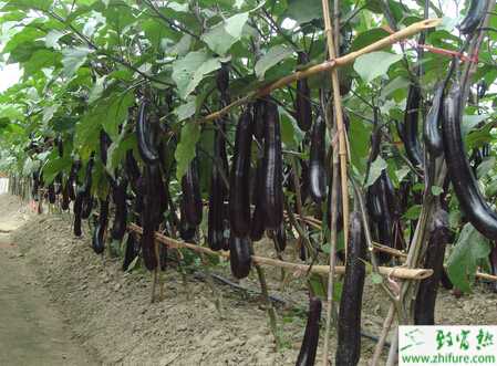 茄子五月栽培管理要点