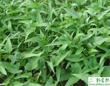 空心菜温室栽培管理技术