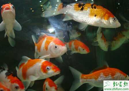 鱼缸养锦鲤怎么养？养锦鲤如何选择鱼缸？