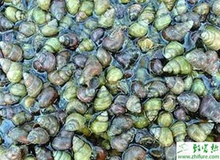 稻田养田螺赚钱吗?稻田养田螺技术