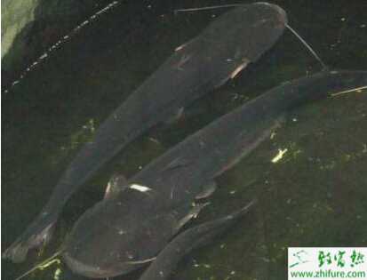 养鲶鱼市场前景