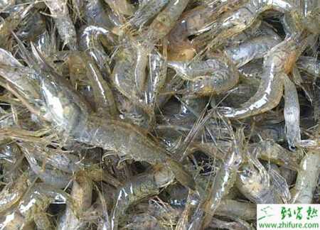 河虾苗种放养注意事项