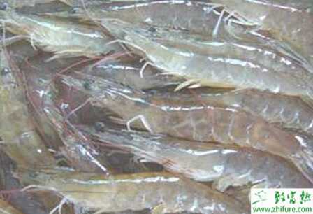 养河虾的市场前景