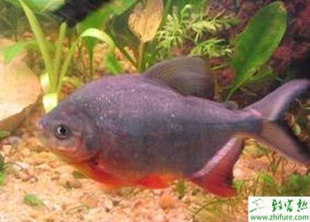 养白鲳鱼的市场前景