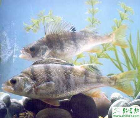 养鳜鱼赚钱吗？