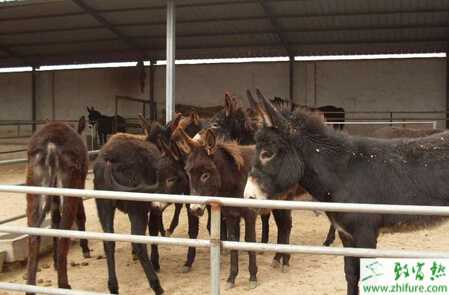 圈养驴怎么养?有哪些需要注意的?冬季如何育肥?