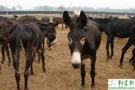 养驴配种有哪些注意事项？如何进行人工授精？