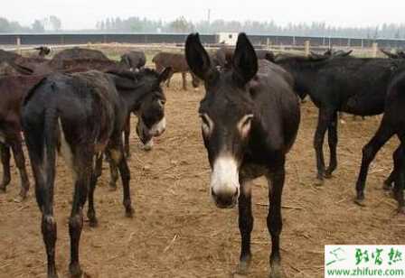 2015年养驴的市场前景怎么样?赚钱吗?