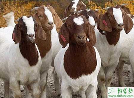 养波尔山羊有什么优势?怎么养?