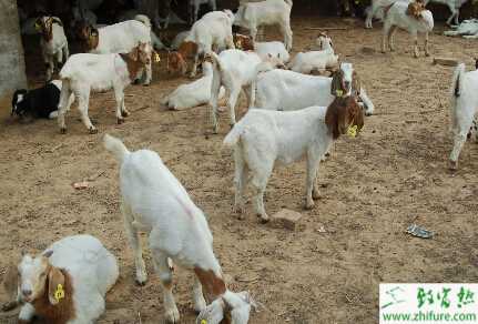 养殖波尔山羊怎么样?养波尔山羊政府补贴有哪些?