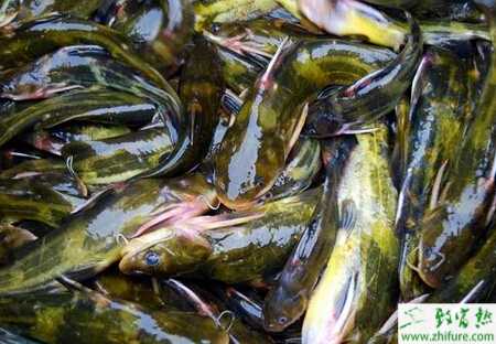 养黄颡鱼赚钱吗？