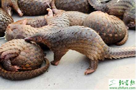 养穿山甲的市场前景