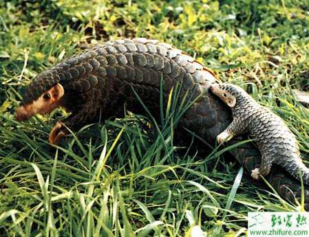 养穿山甲赚钱吗？